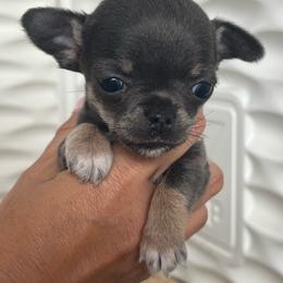 Cody Blue Tri 6000 - Blue and tan male Chihuahua puppy in Huntington Beach, California from Amy’s Chihuahuas