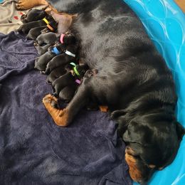 Rottweiler Puppies from A & Y Guardian Rottweiler