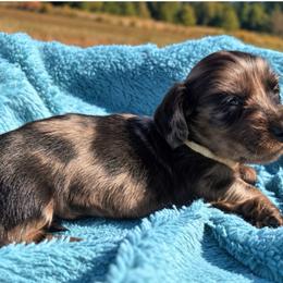Walker - Dapple male Dachshund puppy in Cottage Grove, Oregon from Freckled Roots Farm Dachshunds