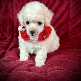 Lil Alaska - White male Poodle puppy in Newcomerstown, Ohio from Sheri’s Lil Angel’s