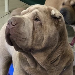 Ghost - Chinese Shar-Pei