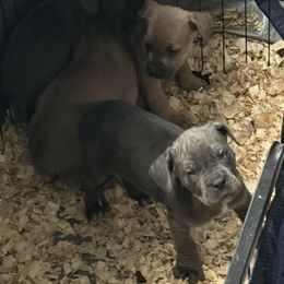 Girl 1 - Gray and fawn Cane Corso puppy in Waldorf, Maryland from Myles High Dog Club