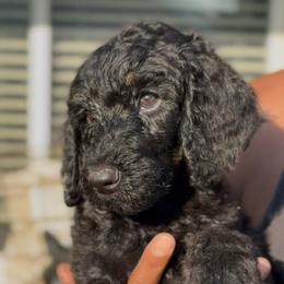 Midnight Tide - Black male Poodle puppy in Corona, California from Garden Of Poodles