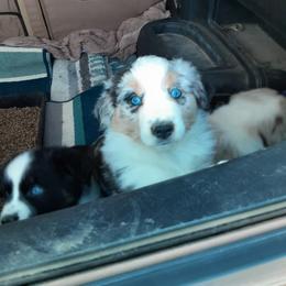 Australian Shepherd Puppies from Gardner Canyon Kennels