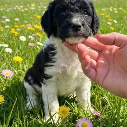 Frances - Parti female Poodle puppy in Washington, Pennsylvania from Patriotic Poodles