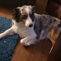 Australian Shepherds from Spunky Farms Aussies