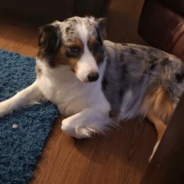 Australian Shepherds from Spunky Farms Aussies