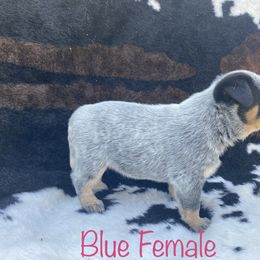 Australian Cattle Dog Puppies from CL Australian Cattle Dogs