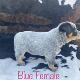 Australian Cattle Dog Puppies from CL Australian Cattle Dogs