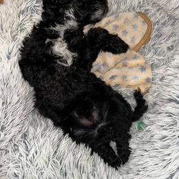 Cavapoo, Cockapoo, Goldendoodle, and Maltipoo Puppies from Perdue Puppies