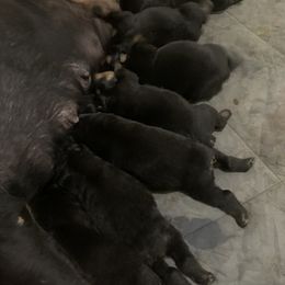 Rottweiler Puppies from Rottweiler Land