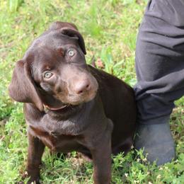 Bliss - Chocolate female Labrador Retriever puppy in Morrilton, Arkansas from Ancient Dogges Performance Dogs