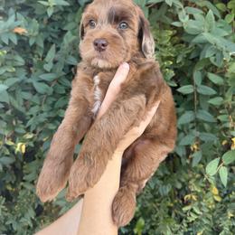 Stefan - Merle male Whoodle puppy in Gilbert, Arizona from Gilbert Bernedoodles & Whoodles