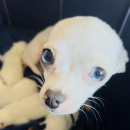 Margie - Chihuahua
