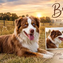Brilee - Miniature Australian Shepherd