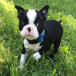 Boston Terriers from Best Bostons
