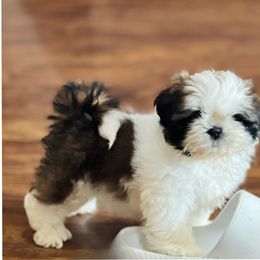 Shih Tzu Puppies from Tammy’s Shih-Tzu Love Jones