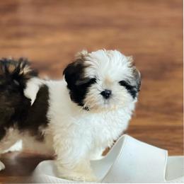 Shih Tzu Puppies from Tammy’s Shih-Tzu Love Jones
