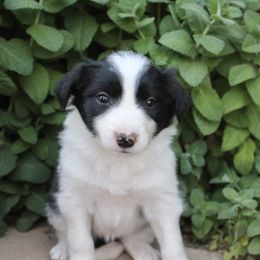 Bella - Black and white female Border Collie puppy in Hesperus, Colorado from I&A Border Collies