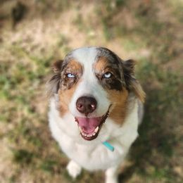 Livie - Australian Shepherd