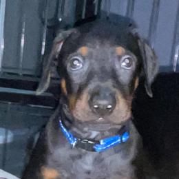 Doberman Pinscher and Labrador Retriever Puppies from Mississippi K9 Kennel