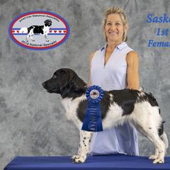 "Sass at 8 months with breeder." Stabyhoun Puppies from Faehouns