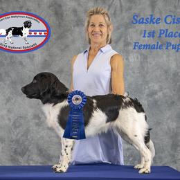 "Sass at 8 months with breeder." Stabyhoun Puppies from Faehouns