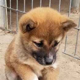 Shiba Inu and Siberian Huskies from Shiba Inu Houston