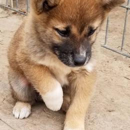 Shiba Inu and Siberian Huskies from Shiba Inu Houston
