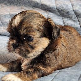 Lisa - Chocolate and tan female Shih Tzu puppy in Tampa, Florida from Fancy Shih Tzus Florida
