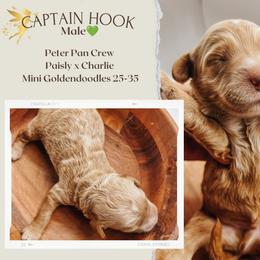 Captain Hook - Red  male Goldendoodle puppy in Hilton, New York from The House of Goldendoodle