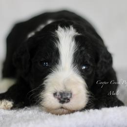 Cecil - Black and white male Sheepadoodle puppy in Lowry City, Missouri from Cooper Creek Puppies