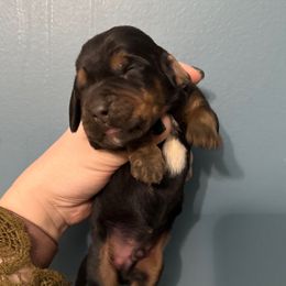 Dumbledor - Black white and tan male Basset Hound puppy in Leroy, Michigan from Iron Sentry Farms