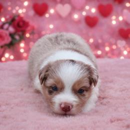 Astro-2500 - Red merle male Australian Shepherd puppy in Star City, Arkansas from Blush & Lace Aussie Co.
