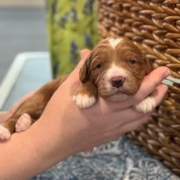 Tribute - Red  male Goldendoodle puppy in Wharton, Texas from Little Fur Friends