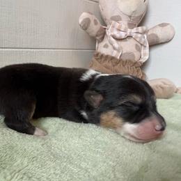 Scout - Black and tan male Pembroke Welsh Corgi puppy in Scottown, Ohio from Wyndy Ridge Corgis