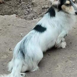 JoJo - Dachshund
