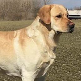Labrador Retrievers from Girards Rocky Mt Labradors