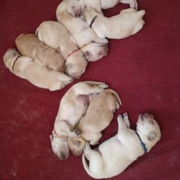 Goldendoodle, Golden Retriever, and Sheepadoodle Puppies from Guppy Puppies