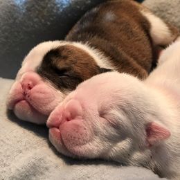 "Newborns" Bulldog and French Bulldog Puppies from Jones Bulldogs