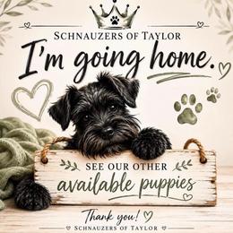 Noir grey collar Black and Tan SUPER COAT ESA lines Free 1 month Insurance - Black male Miniature Schnauzer puppy in Temple, Texas from Schnauzers Of Taylor
