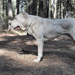 Atila - Central Asian Shepherd Dog