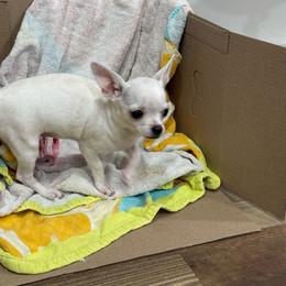 Sister - Cream female Chihuahua puppy in Cabool, Missouri from McQueen’s Chi”s