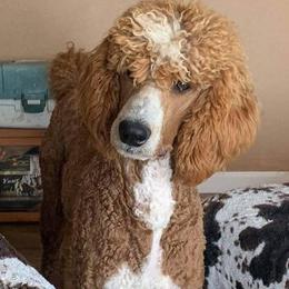 Blaze - Poodle