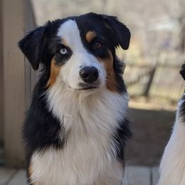 Australian Shepherds from Telltale Australian Shepherds