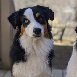 Australian Shepherds from Telltale Australian Shepherds