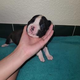 Boxer Puppies from BUTTERFLYS BOXERS