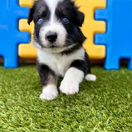 Hut-hut - Black & white male Australian Shepherd puppy in Jacksonville, Florida from Autumn's Aussies