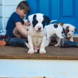 American Bulldog Puppies from Valor American Bulldogs
