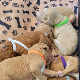 French Bulldog and Goldendoodle Puppies from Good Vibes Puppies